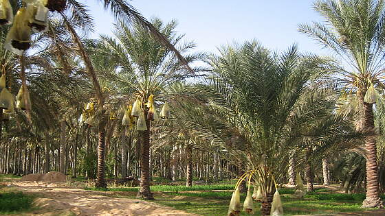 Dattelplantage in Douz, Tunesien