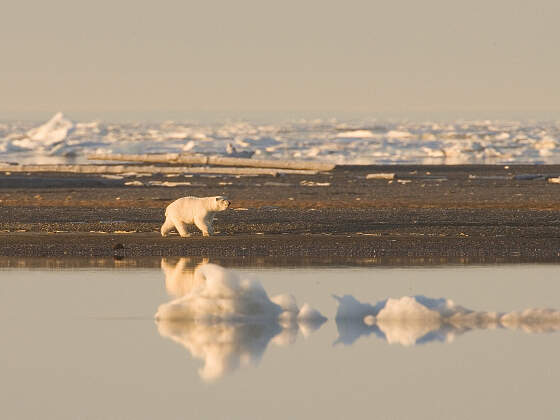 Eisbär in Spitzbergen