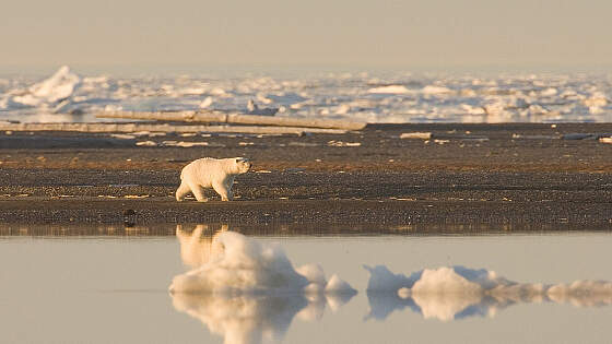 Eisbär in Spitzbergen