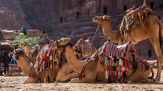 Jordanien: Kamele in Petra