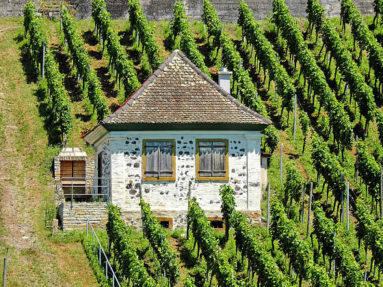 Weinberge an der Mosel