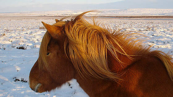 Winter auf Island: Islandpferd 