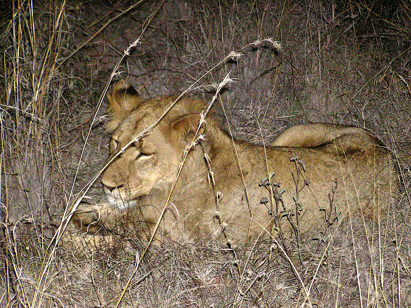 Löwe im Etosha Nationalpark