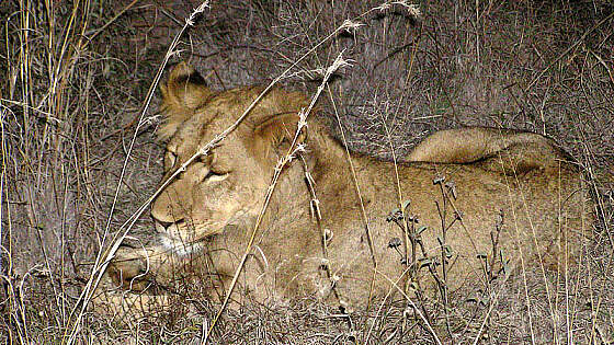 Löwe im Etosha Nationalpark