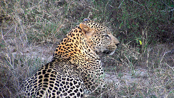 Auf Safari im südlichen Afrika - Gepard