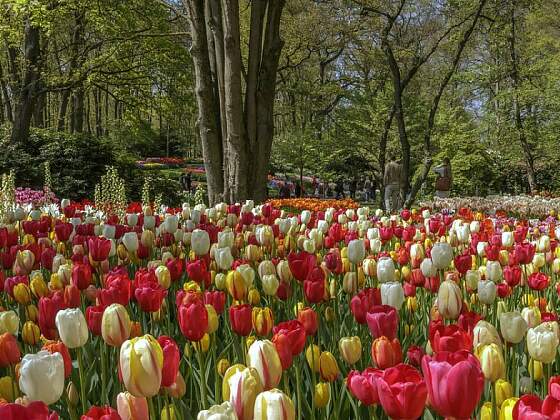 Blumenpracht im Keukenhof in Lisse