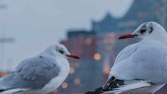 Blog: Ein Tag in Hamburg © 2857440 pixabay