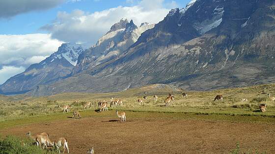 Anden und Alpacas in Patagonien, Chile