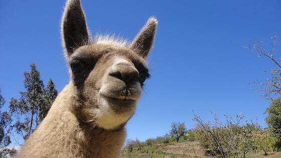 Alpaca in Ecuador
