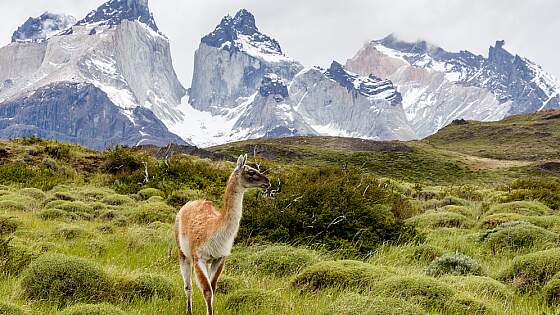 Argentinien: Guanaco in Patagonien