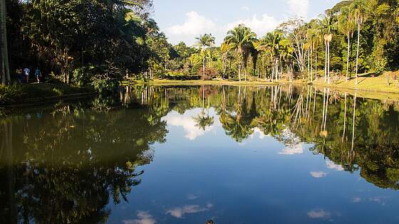 Dschungel im Amazonas, Brasilien