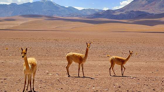 Chile: Atacama Wüste