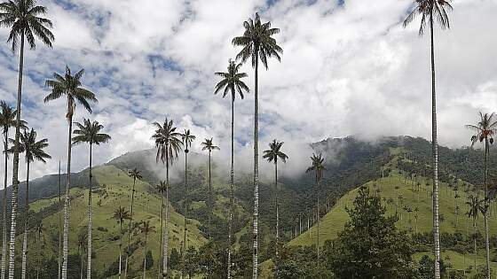 Kolumbien: Valle de Cocora