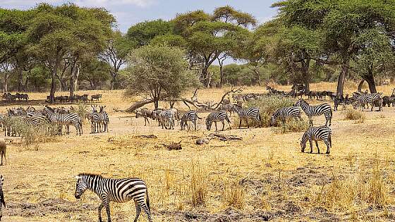 Nationalparks in Tansania: Zebras