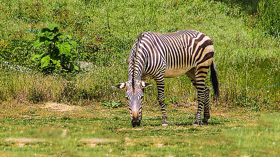 Kamerun: Zebra im Waza Nationalpark