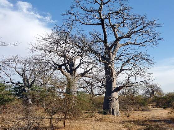 Senegal: Baobab Baum