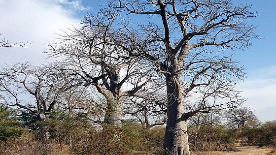Senegal: Baobab Baum