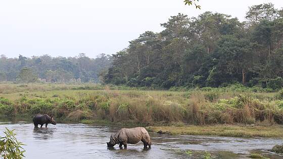 im Chitwan-Nationalpark, Nepal