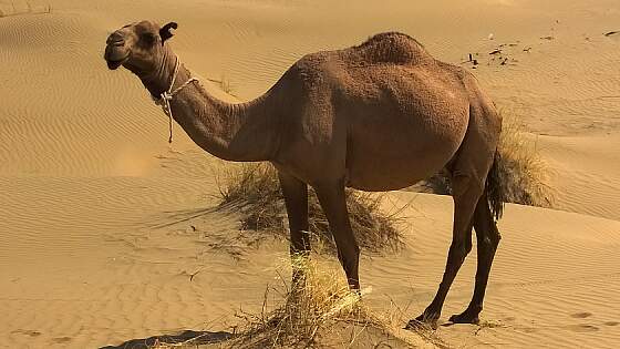 Kamel in der Wüste Karakum, Turkmenistan