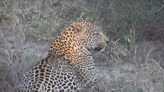 Leopard im Krügerpark, Südafrika