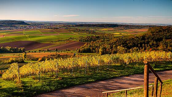 Weinberg in der Weinregion Stuttgart