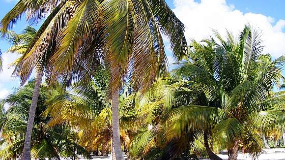 Dominica: karibisches Strandleben