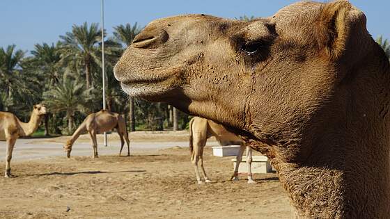 Kamele in Bahrain