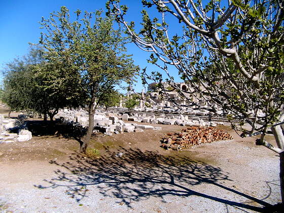 Olivenbaum in Ephesus, Türkei