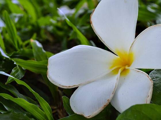 Tahiti: Tiare Blume