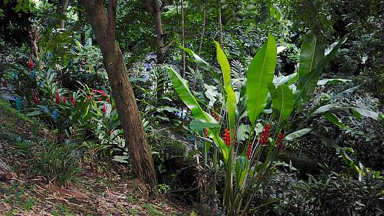 üppige Natur auf Grenada in der Karibik