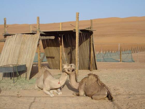Kamele in der Wüste im Oman