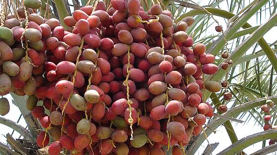 Datteln aus dem Oman