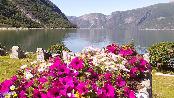 Blumenpracht am Eidfjord in Norwegen