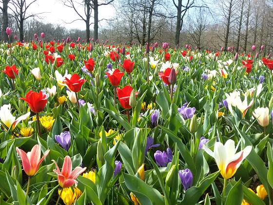 Tulpenfeld im Keukenhof in Lisse, Holland