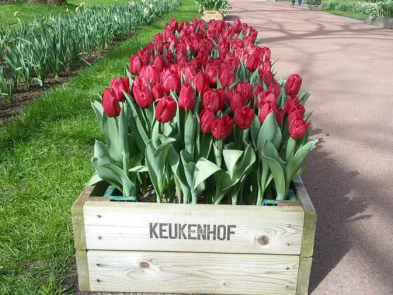 Willkommen im Keukenhof in Lisse, Holland