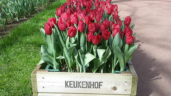 Willkommen im Keukenhof in Lisse, Holland