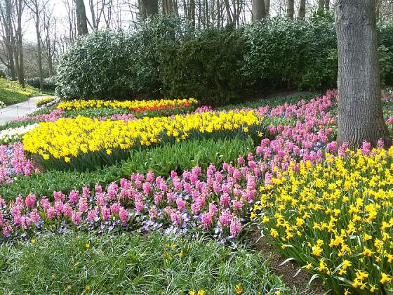 Hyazinthen und Narzissen im Keukenhof, Holland