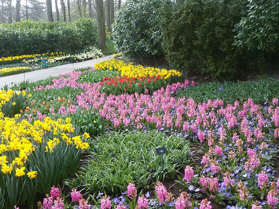 Narzissen und  Hyazinthen im Keukenhof, Holland