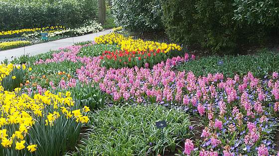 Narzissen und  Hyazinthen im Keukenhof, Holland