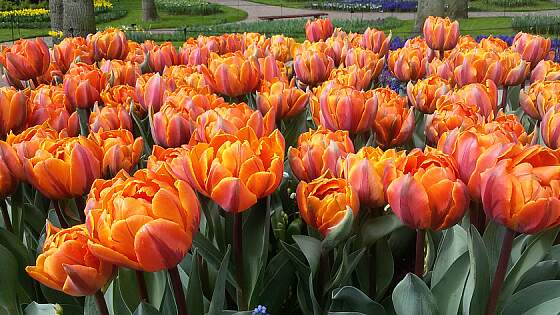 orange Tulpen im Keukenhof in Lisse, Holland