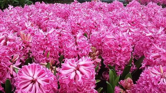 im Keukenhof in Lisse, Holland: Hyazinthen