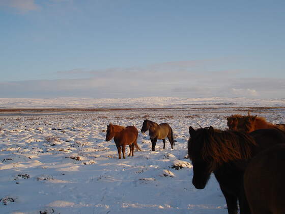 Islandpferde im Winter auf Island
