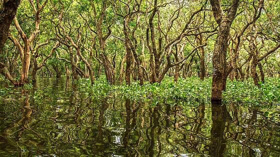 Mangrovenwald in Kambodscha