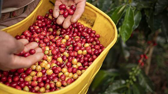 Kolumbien: Kaffeebohnenernte