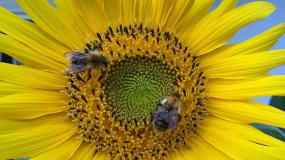 Sonnenblume mit Bienen