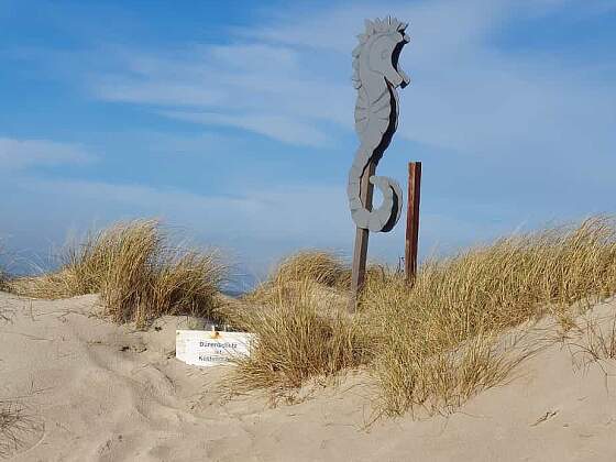 Seepferdchen auf Sylt