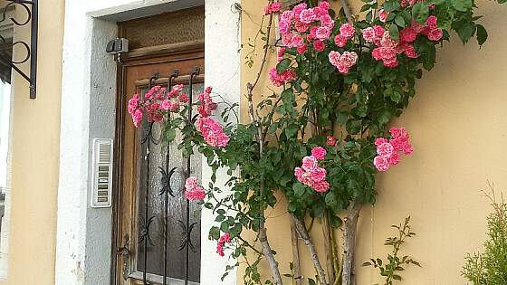Rosen in der Altstadt von Rothenburg / Tauber