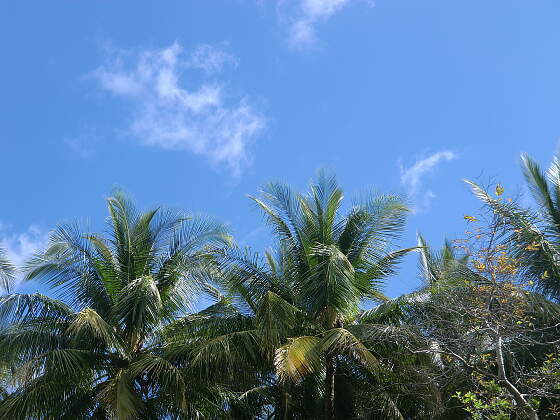 Palmen in Costa Rica