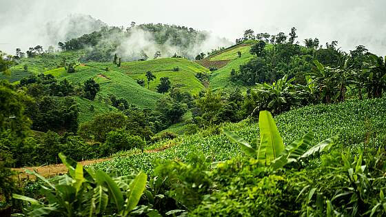 Regenwald rund um Iquitos, Peru