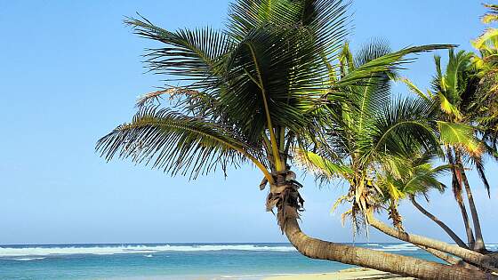 Palmen am Strand rund um Holguin, Kuba